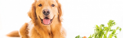 Znaczenie witamin w psiej diecie, część 2