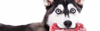 Co mówią badania na temat żywienia psów?