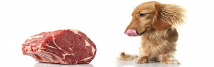 Obalamy mity dotyczące diety opartej na surowym mięsie