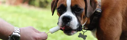 Czy przekarmiasz swojego psa?