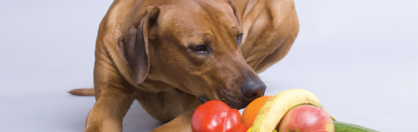 Owoce i warzywa w diecie psa