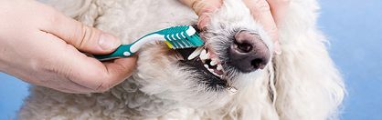 Zadbajmy o zęby naszego psa