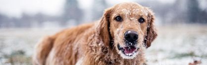 Jak zabezpieczyć psa przed zimą