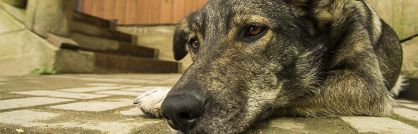 Choroby pasożytnicze – psi tasiemiec