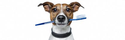 Higiena jamy ustnej psa