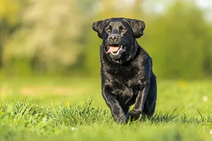 Rasy psów: Labrador retriever