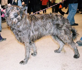 Rasy psów: Owczarek pikardyjski (Berger Picard)