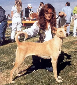 Rasy psów: Kritikos Lagonikos (Cretan Hound)