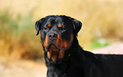 Najinteligentniejsze rasy psów – 10 czworonożnych geniuszy