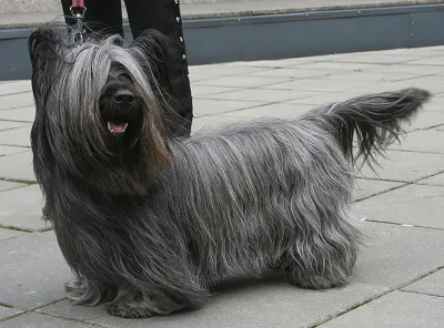 Rasy psów: Skye terrier