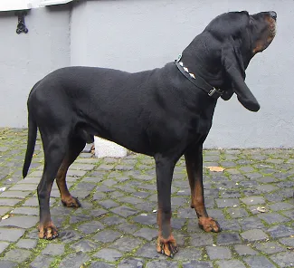 Rasy psów: Coonhound