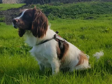 Rasy psów: English Springer Spaniel