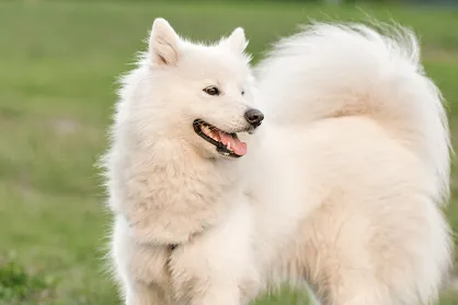 Rasy psów: Samojed