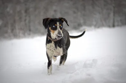 Rasy psów: Eurohound