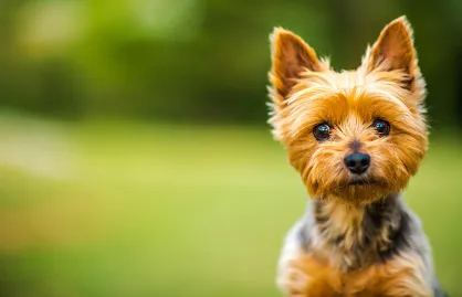 Rasy psów: Australian silky terrier