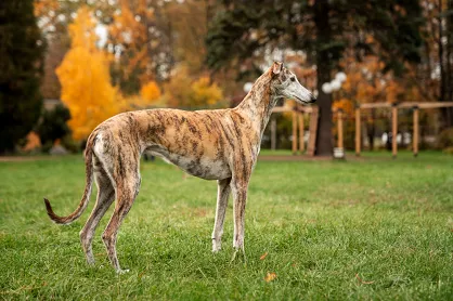 Rasy psów: Whippet